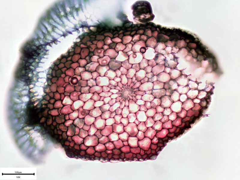 Plagiothecium undulatum (Hedw.) Schimp., 1851 #73011
