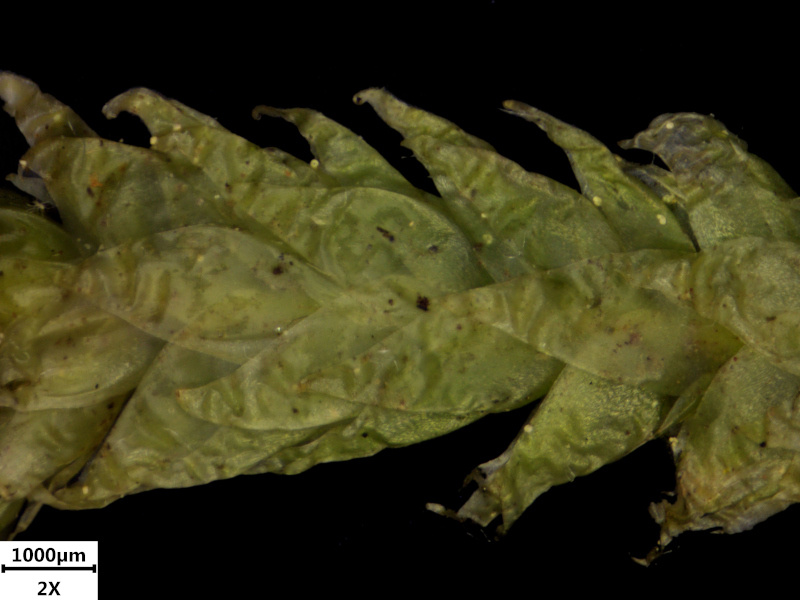 Plagiothecium undulatum (Hedw.) Schimp., 1851 #73002