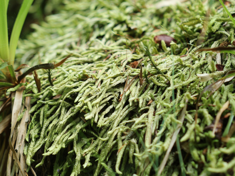Plagiothecium undulatum (Hedw.) Schimp., 1851 #73000