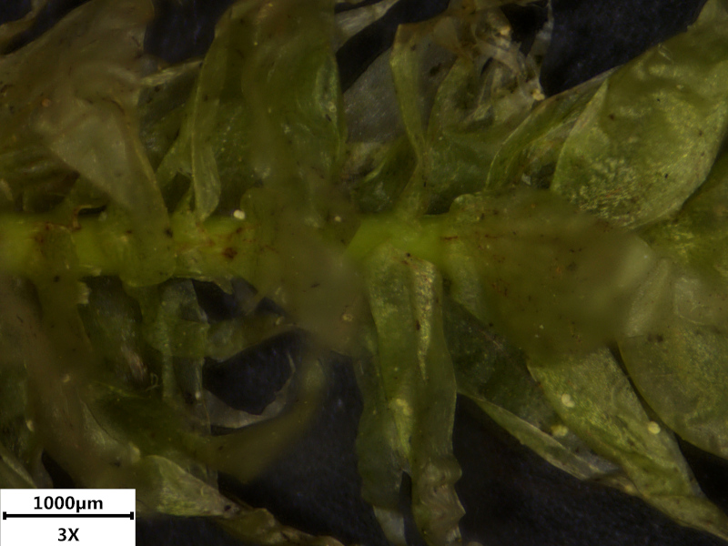 Plagiothecium undulatum (Hedw.) Schimp., 1851 #73003