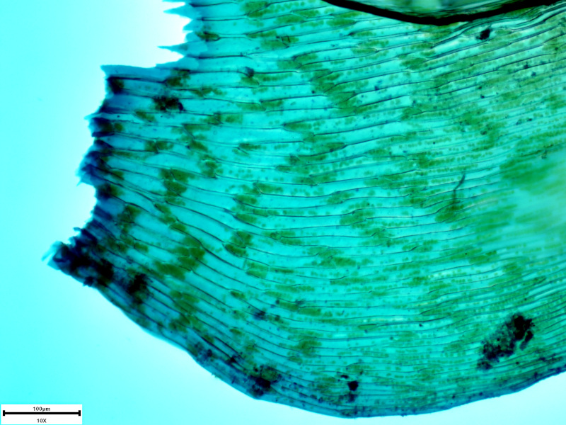 Plagiothecium undulatum (Hedw.) Schimp., 1851 #73007