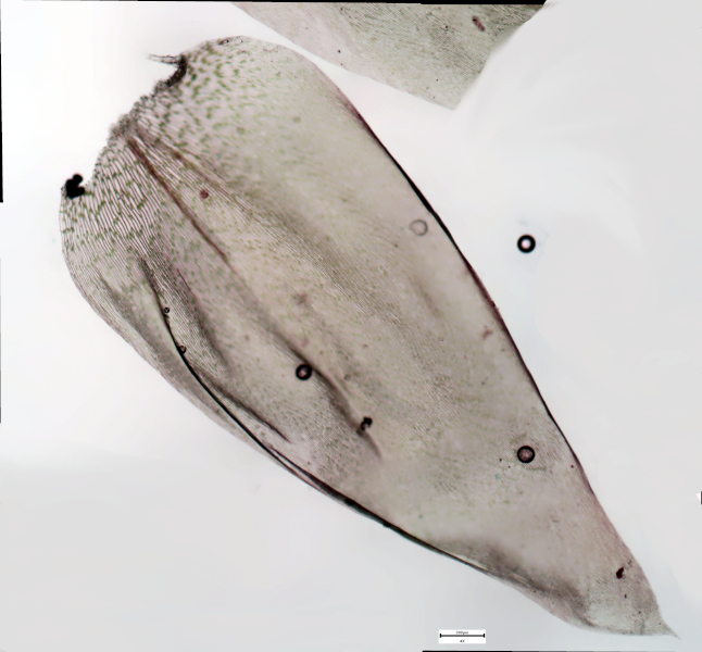 Plagiothecium undulatum (Hedw.) Schimp., 1851 #73006