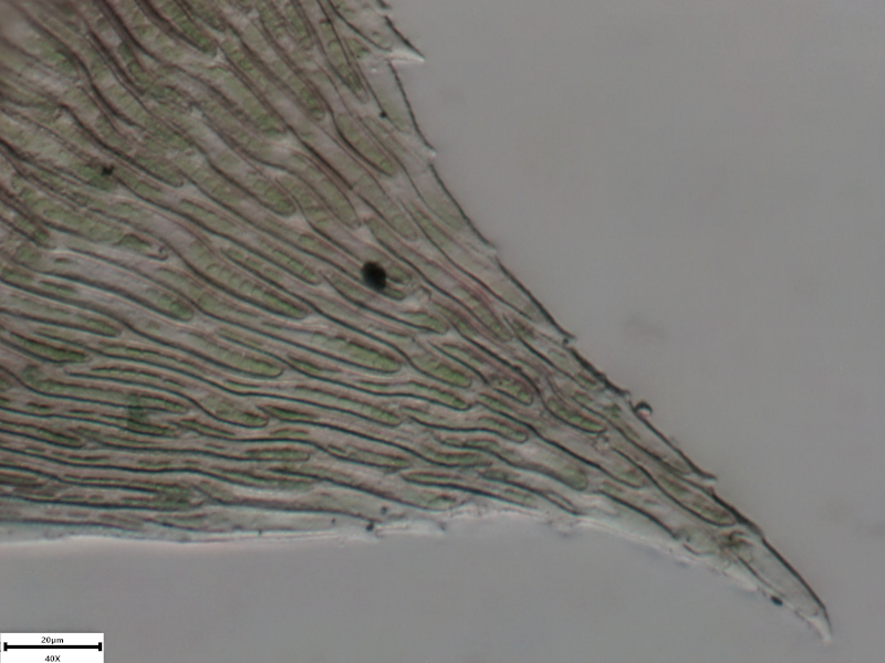 Plagiothecium undulatum (Hedw.) Schimp., 1851 #73010