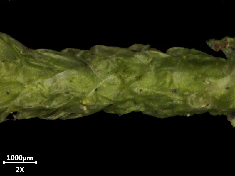 Plagiothecium undulatum (Hedw.) Schimp., 1851 #73001