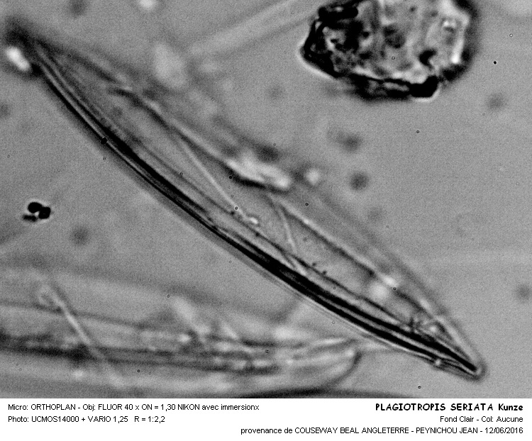 PLAGIOTROPIS SERIATA Kunze #45664