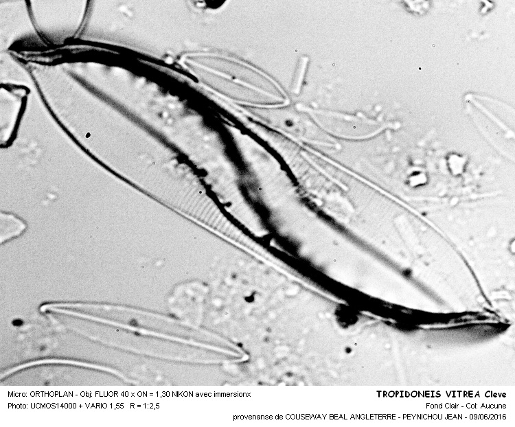 PLAGIOTROPIS VITREA Kuntze ancien TROPIDONEIS VITREA #45609