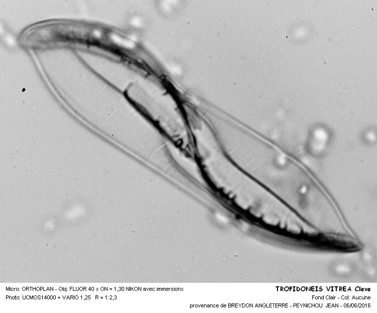 PLAGIOTROPIS VITREA Kuntze ancien TROPIDONEIS VITREA #45579