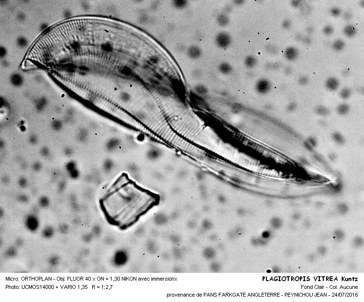 PLAGIOTROPIS VITREA Kuntze ancien TROPIDONEIS VITREA #46252