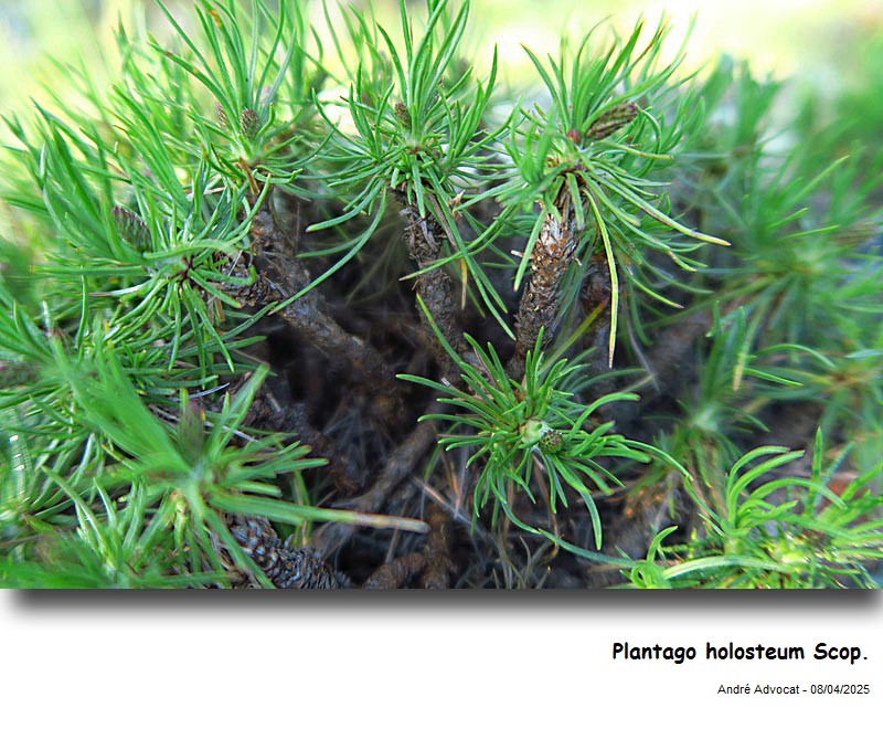 Plantago holosteum Scop. #82104