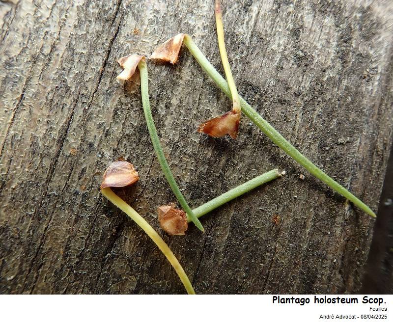Plantago holosteum Scop. #82105