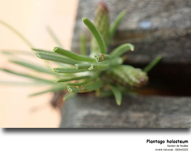 Plantago holosteum Scop. #82106