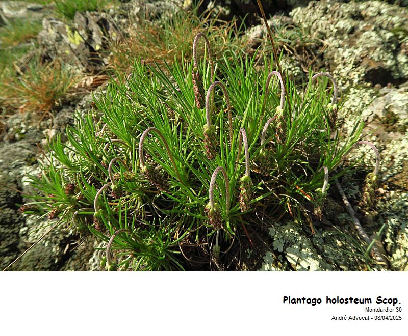 Plantago holosteum Scop. #82103