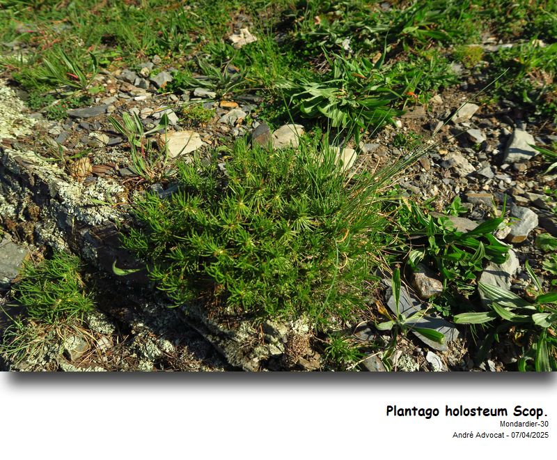 Plantago holosteum Scop. #82102