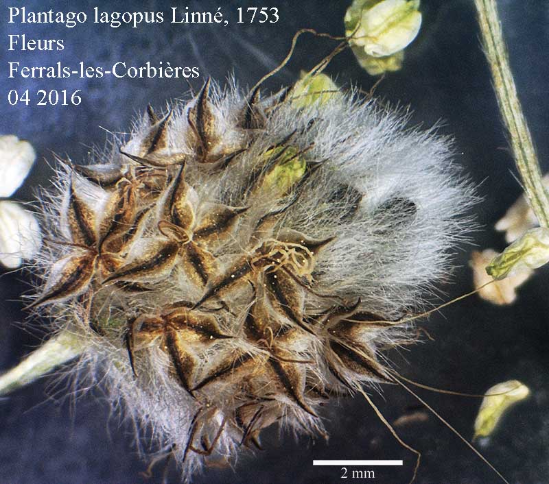 Plantago lagopus Linné, 1753 #44894
