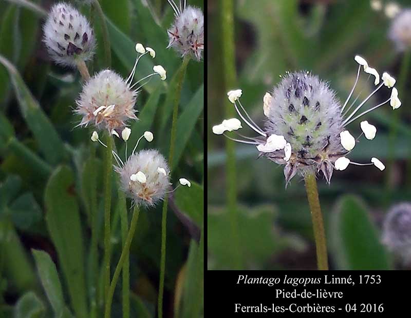 Plantago lagopus Linné, 1753 #44893