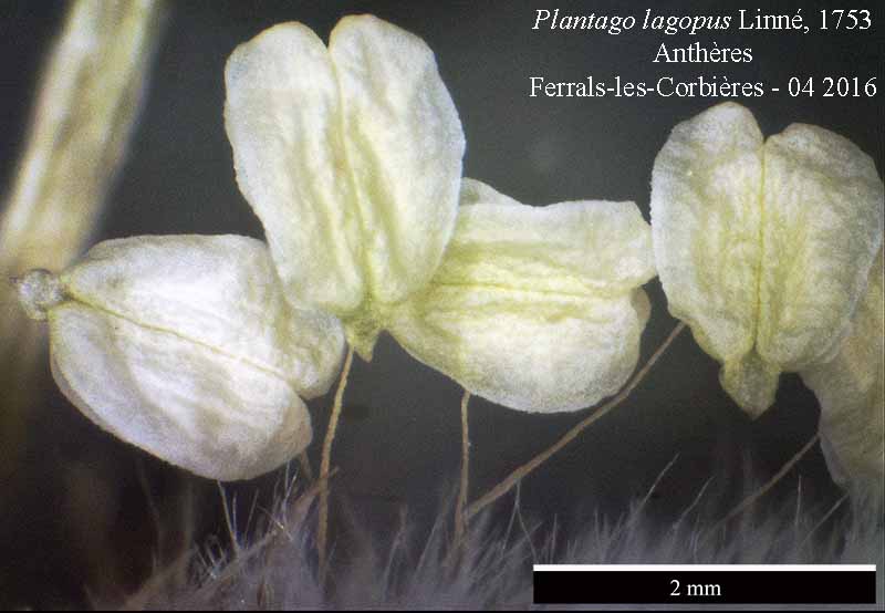 Plantago lagopus Linné, 1753 #44896