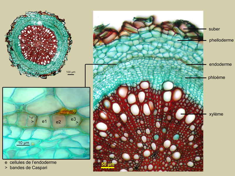 Plantago lanceolata, histologie, histology. #21601