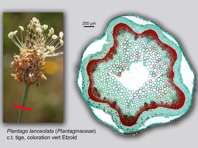 Plantago lanceolata, histologie, histology. #21136