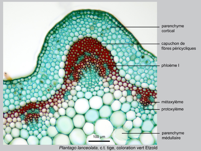 Plantago lanceolata, histologie, histology. #21599