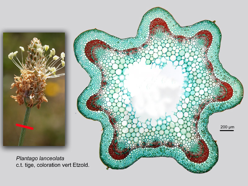 Plantago lanceolata, histologie, histology. #21598