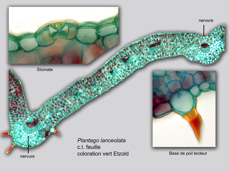Plantago lanceolata, histologie, histology. #21138