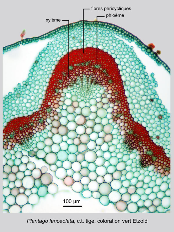 Plantago lanceolata, histologie, histology. #21137