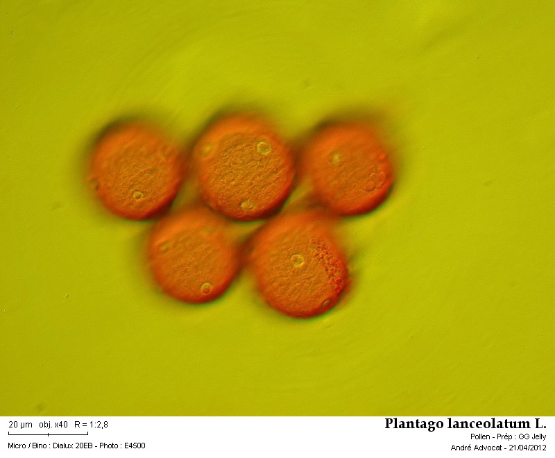 Plantago lanceolata L. #33208