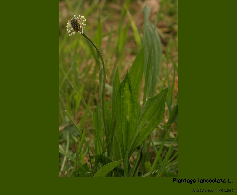 Plantago lanceolata L. #33206