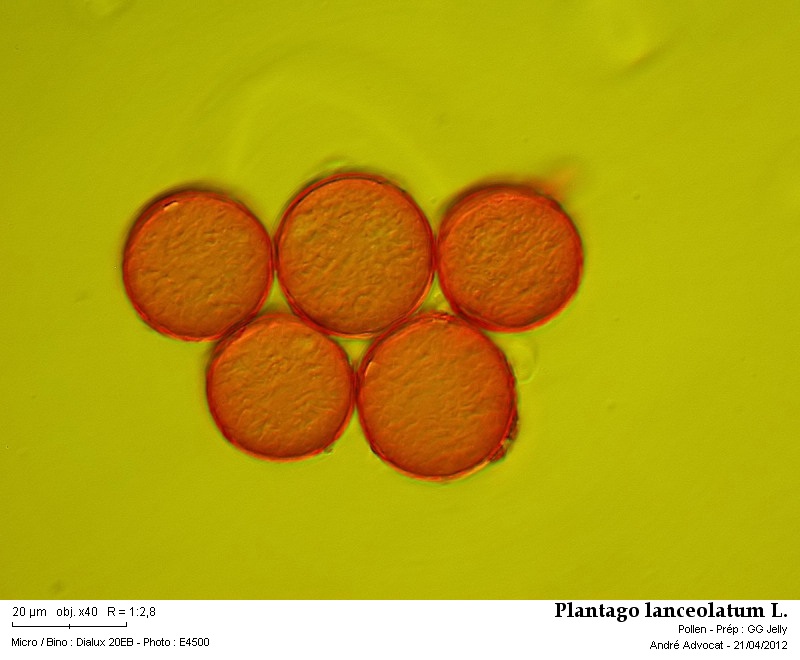 Plantago lanceolata L. #33207
