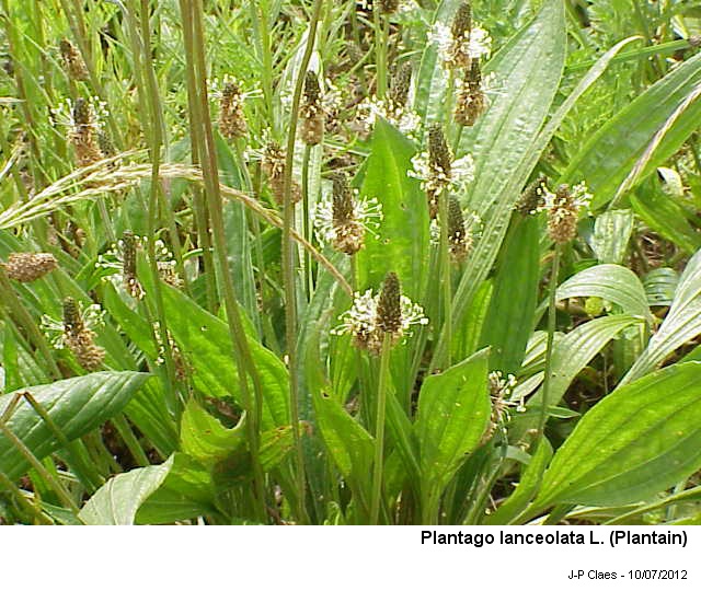Plantago lanceolata L #27675