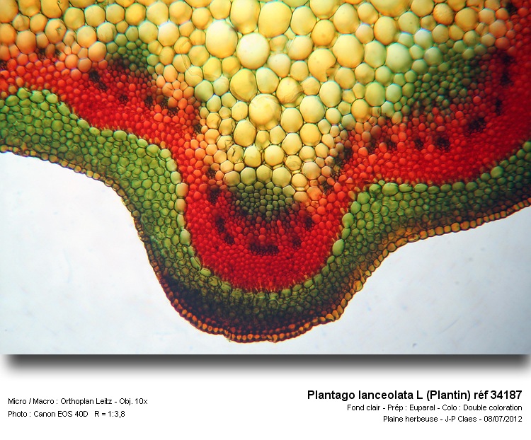 Plantago lanceolata L #27678