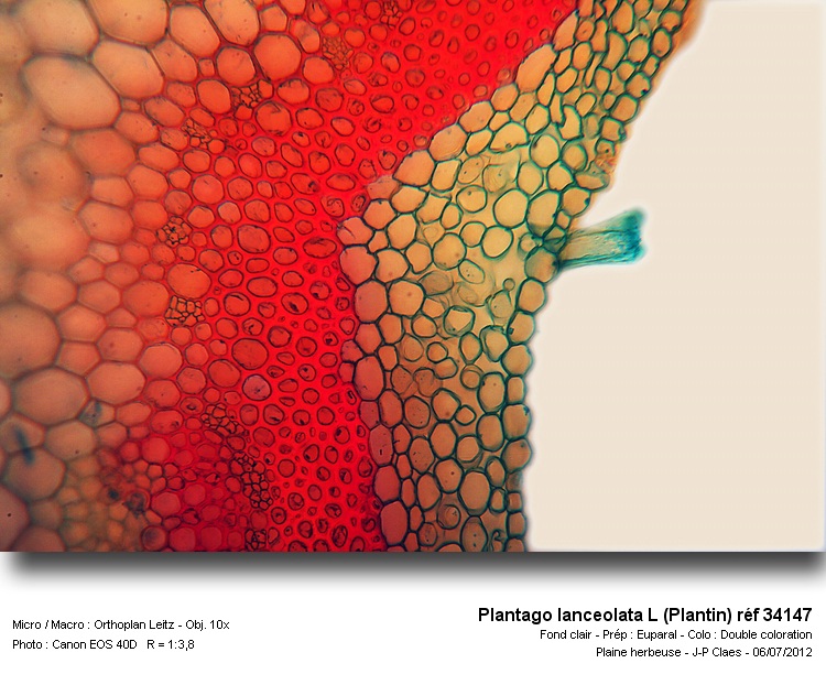 Plantago lanceolata L #27681