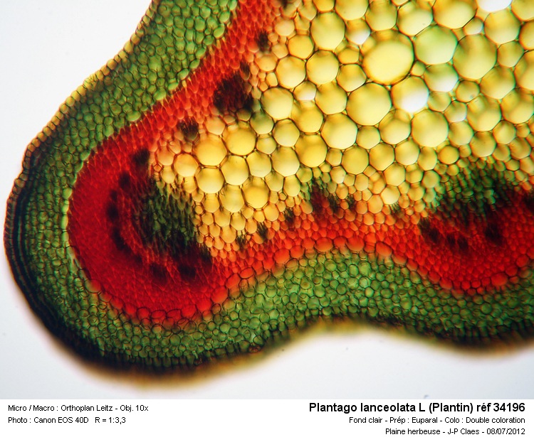 Plantago lanceolata L #27679