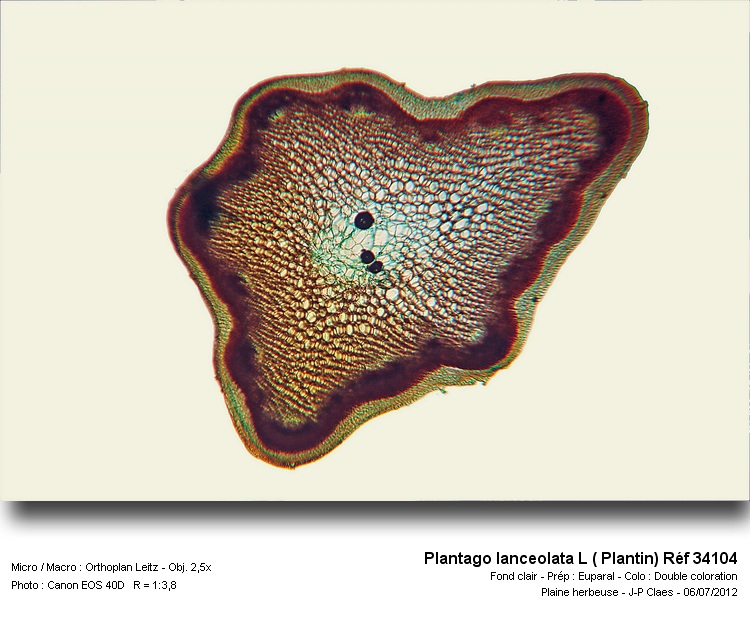 Plantago lanceolata L #27677