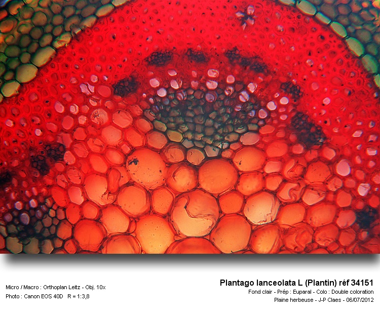 Plantago lanceolata L #27680