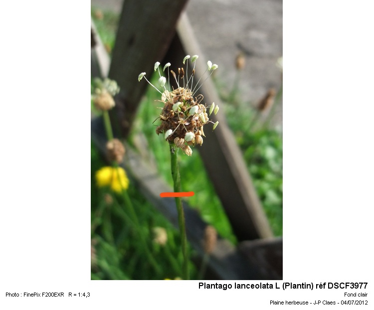 Plantago lanceolata L #27676