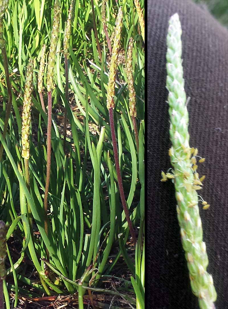 Plantago maritima #49859