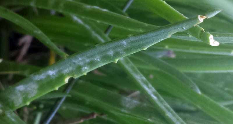 Plantago maritima #50677