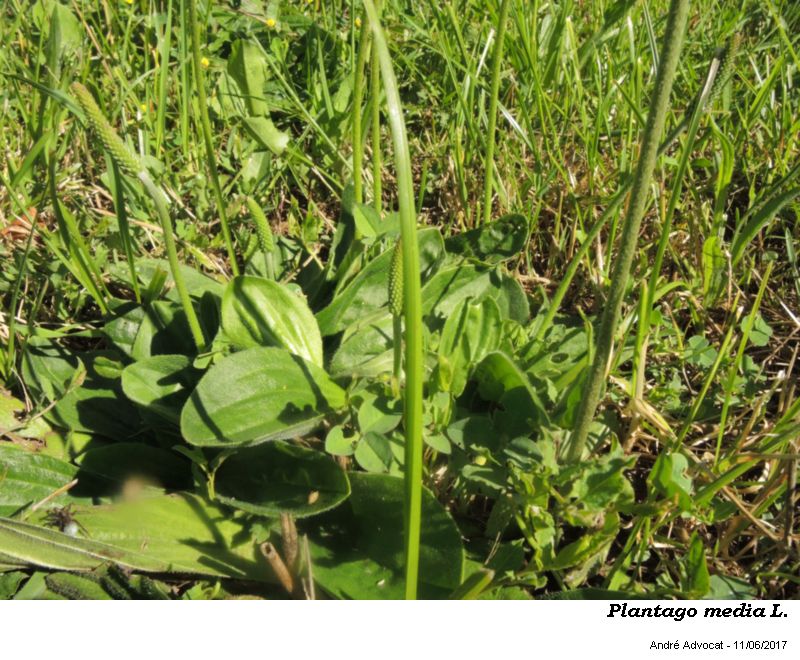 Plantago media L. #50426