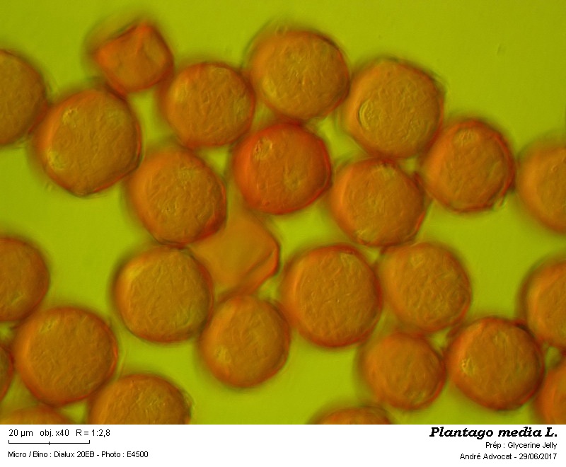 Plantago media L. #50427