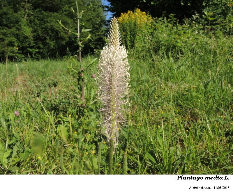 Plantago media L. #50425