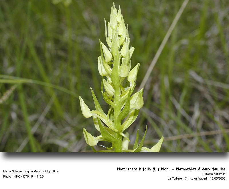 Platanthera bifolia (L.) Rich. - Platanthère (Orchidacées) #3906