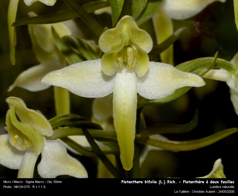 Platanthera bifolia (L.) Rich. - Platanthère (Orchidacées) #4021