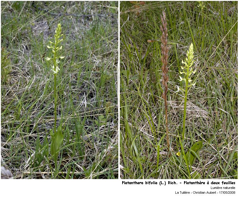 Platanthera bifolia (L.) Rich. - Platanthère (Orchidacées) #3904