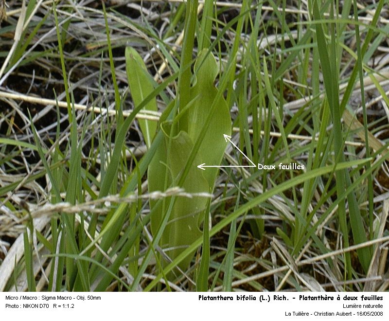 Platanthera bifolia (L.) Rich. - Platanthère (Orchidacées) #3905