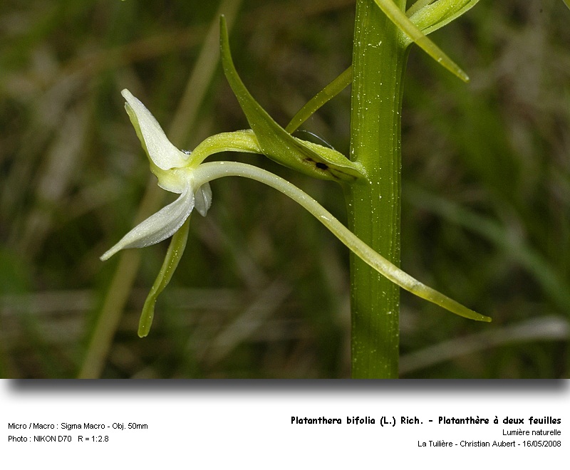 Platanthera bifolia (L.) Rich. - Platanthère (Orchidacées) #3907