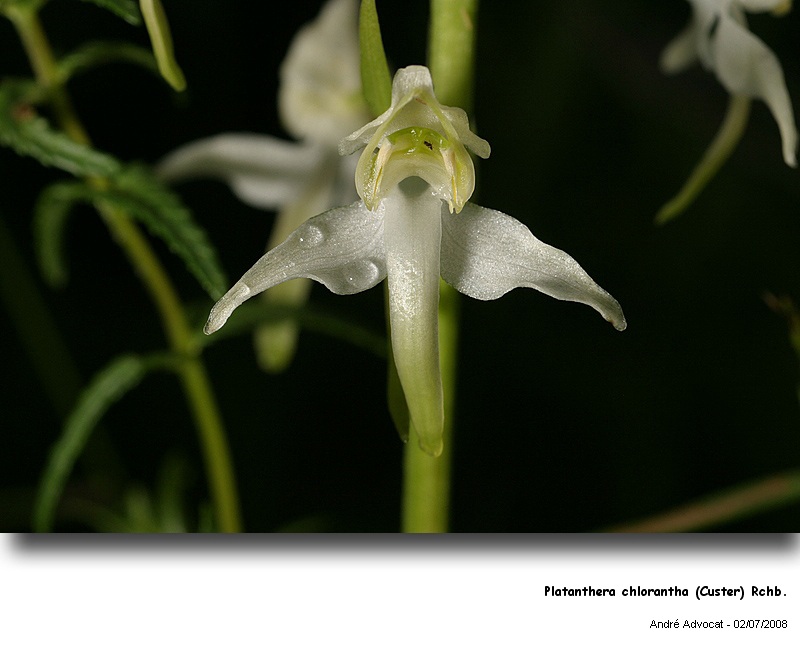 Platanthera chlorantha (Custer) Rchb. (Orchidée) #4660