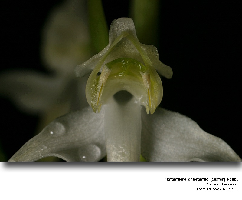 Platanthera chlorantha (Custer) Rchb. (Orchidée) #4661
