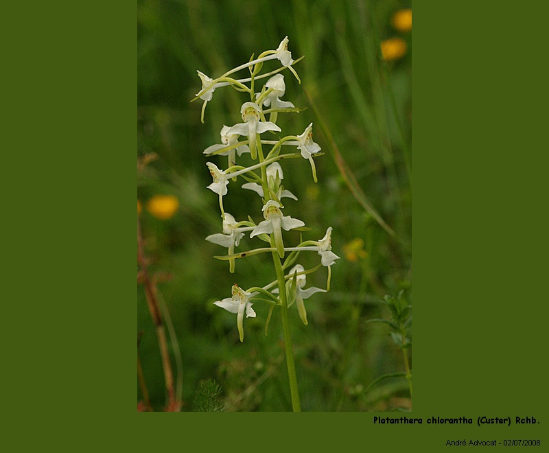 Platanthera chlorantha (Custer) Rchb. (Orchidée) #4659