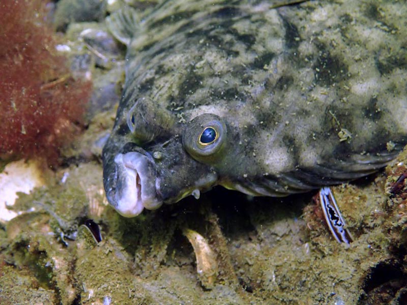 Platichthys flesus (Linnaeus 1758), le flet #59835